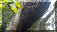 wilde Bienen
